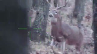 Daytime Deer Hunting with ATN XSight 518 [upl. by Hserus653]