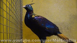 Faisan Lophophore Resplendissant  Himalayan Monal  Rotschwanzmonal [upl. by Manup]