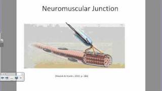 Physiology of a Muscle Contractionwmv [upl. by Cykana701]