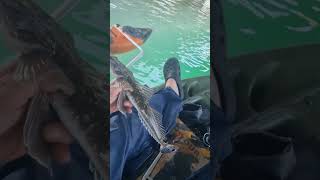 Currumbin Creek fishing zman fyp youtubeshorts [upl. by Christi]