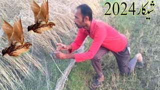 quotQuail Net Hunting A Fun and Effective Method [upl. by Shantha600]