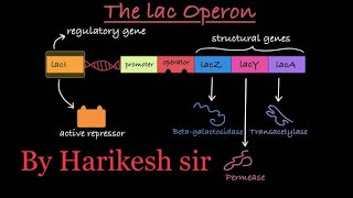 Operon Concept Regulation of Gene expression Molecular BiologyLac operon [upl. by Vanhook]