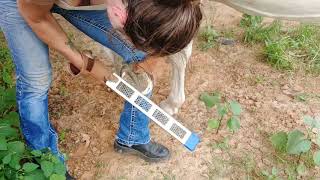 Learning basic hoof maintance in between farrier visits  rasping the hoof to prevent chipping [upl. by Stortz]