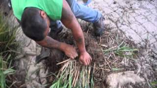 How to Divide Large Ornamental Grasses [upl. by Atinra653]