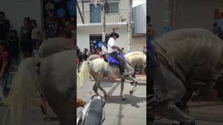 caballo bailando respect caballos animals viralvideo viral funny horse desfile fiesta [upl. by Stillmann]