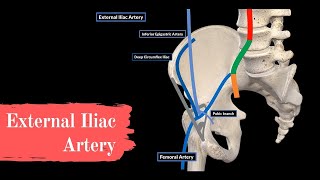 Anatomy of Urogenital Module  External Iliac artery and IVC [upl. by Beall]