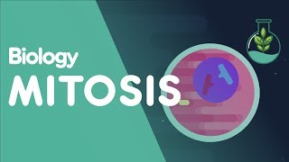 Mitosis  Stages of Mitosis  Cells  Biology  FuseSchool [upl. by Farver]