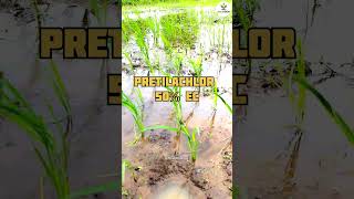 Pre Emergent herbicide for Paddy pertilchole50� herbicides paddycrop [upl. by Oiliduab]