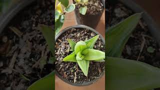 Newly purchased Plants  Haworthia Aloe Hoya Ivy and Gasteria plants [upl. by Michaela]