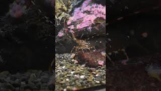 California Spot Prawn Trap Fishing spotprawn shrimp spotshrimp [upl. by Llebiram438]