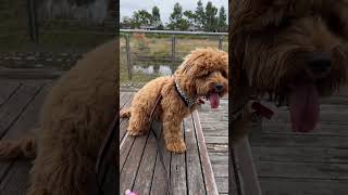 Cavapoo pup watching the ducks cavapoo puppy shorts [upl. by Cantlon780]