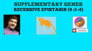 Supplementary genes or Recessive Epistasis 934 [upl. by Ilarrold]