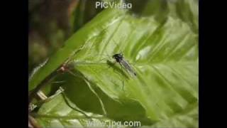 Chironomid Life Cycle [upl. by Enidan]