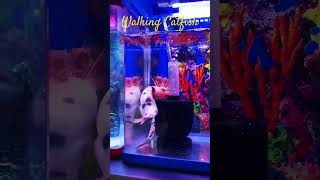 MMA Shorts  Walking Catfish from Shop to Home Se7S6p catfish aquariumfish aquarium monsterfish [upl. by Fritzie238]