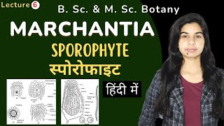 MARCHANTIA  SPOROPHYTE स्पोरोफाइट  Botany [upl. by Nowed303]