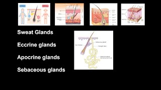 Sweat Glands  Eccrine glands and Apocrine glands  Sebaceous glands  Anatomy [upl. by Aneladdam385]