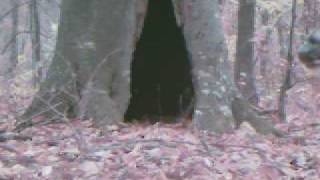 UNKNOWN wild cat mystery black panther mountain lion caught on trail cam [upl. by Annayrb]