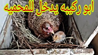 فقست سميره كتاكيت🐣ابو ركيبه [upl. by Erdda]