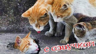 Приколы с котами с озвучкой СМЕШНЫЕ КОТЫ Самые смешные животные приколыскотами [upl. by Anoed]