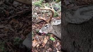 Walking up on a New England Monarch  Tracking Whitetail Bucks [upl. by Tartaglia]