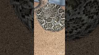 MY BABY WESTERN DIAMONDBACK SHED FOR THE FIRST TIME WITH ME reptiles diamondback snake animals [upl. by Brunn]