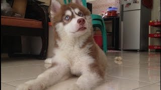 Husky Puppy Crying and Howling [upl. by Eitra]