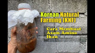 Pertanian Organik Korea KNF Cara Membuat Asam Amino Ikan [upl. by Aicerg]