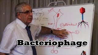 Bacteriophage  فيروس البكتيريا [upl. by Drarreg736]