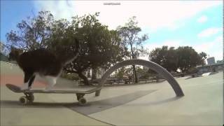 Gatto Skateboard VIDEO DIVERTENTE [upl. by Aicele]