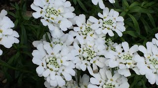 Candytuft Iberis Sempervirens In Blooms  April 27 [upl. by Revlis]