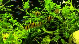 Schooling Neon Tetras Paracheirodon innesi and Tiger Barbs Puntius tetrazona [upl. by Kalagher578]