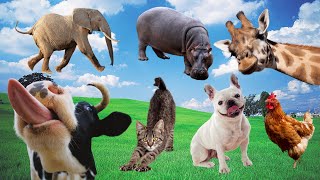 Exploring Familiar Animals Their Food and Characteristics  Cow Elephant Hippopotamus Dog Cat [upl. by Yanal]