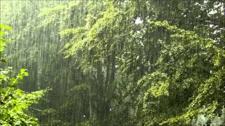 Torrential rain  relaxing rain with nature sounds [upl. by Haidej950]