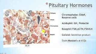 Hypothalamus Part 2 [upl. by Llennehc]