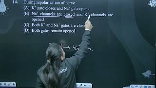 During repolarization of nerve [upl. by Otrebile]