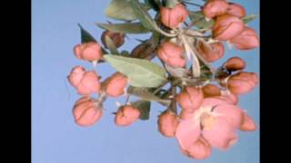 Flowers Blooming  Botanical Timelapse [upl. by Riesman]