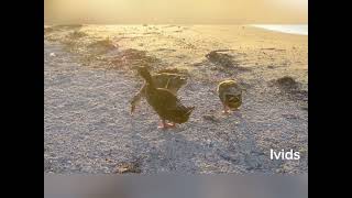 Ducks in a summer beach in Thessaloniki Greece [upl. by Richmond]