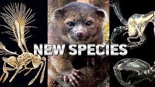 Top 10 NEW SPECIES Discovered Last Year [upl. by Eneli181]