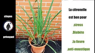 La Citronnelle utilisation et bienfait au naturel [upl. by Pump821]