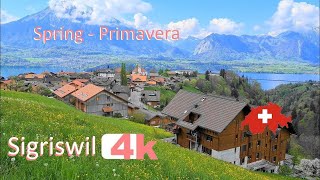 🇨🇭 SWITZERLAND SIGRISWIL PART 6 INTERLAKEN Walking Tour beautiful villages SUIZA 4k 🇨🇭 [upl. by Rehpotsirhk]