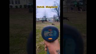 Testing how Fast 4 Different Dogs are😮k9protection bitework guarddog k9 protectiondog [upl. by Yelsnit24]