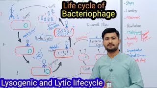 Bacteriopage Lytic Cycle [upl. by Irret745]