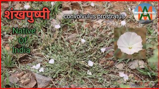 Shankhpushpi Convolvulus Prostratus शंखपुष्पी की महत्वपूर्ण जानकारी। [upl. by Gaither845]