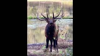 Roosevelt elk bugling during rut [upl. by Longerich485]