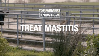 MASTITIS SERIES TREAT MASTITIS [upl. by Vivyanne]