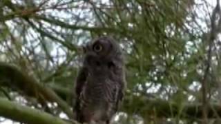 Western Screech Owl [upl. by Anissej237]