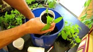 TRG 2012 How to Transplant Pepper Seedlings into Cups [upl. by Leirda741]