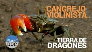 Cangrejo Violinista Tierra de Dragones  Naturaleza  Planet Doc [upl. by Narot]