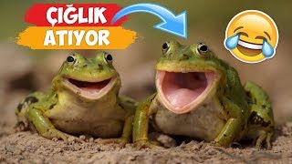 Çığlık Atan Komik Hayvan Videoları Derlemesi  2018 Derleme ● Eğlenceli Anlar [upl. by Lady]