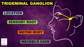 Trigeminal Ganglion amp nerve [upl. by Sucramrej111]